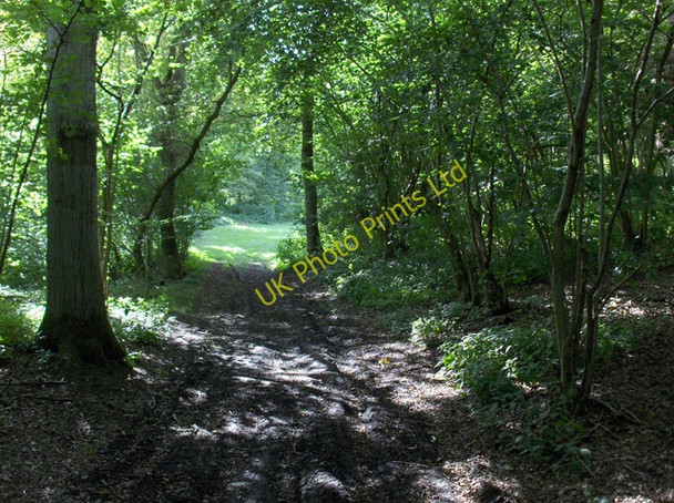 Photo 6"x4" Ox Wood Lambourn Woodlands c2006