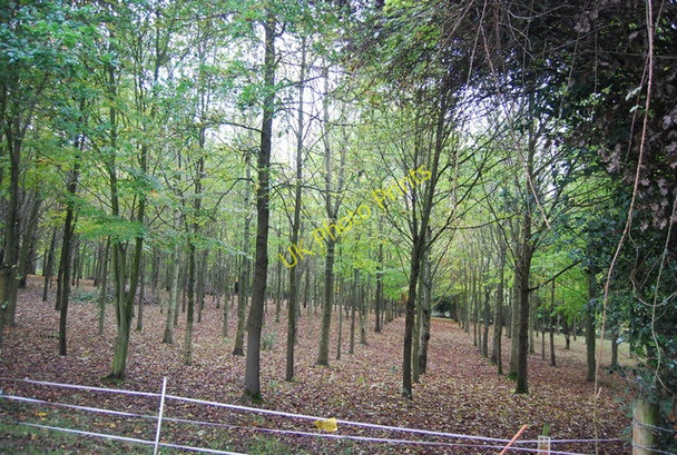 Photo 6"x4" Plantation by the Sussex Border Path Cousley Wood c2010