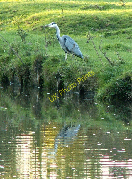 Photo 6"x4" Trent & Mersey heron Barrow upon Trent c2010