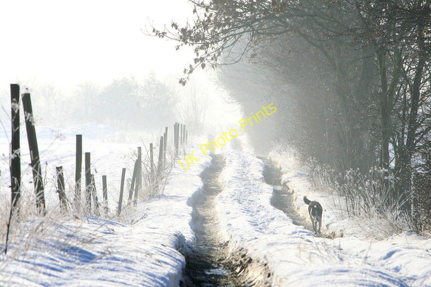 Photo 6"x4" Farm track and farm dog Eastwood\/SK4646 c2010