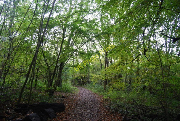 Photo 6"x4" North Downs Way descending the scarp slope Kemsing c2010