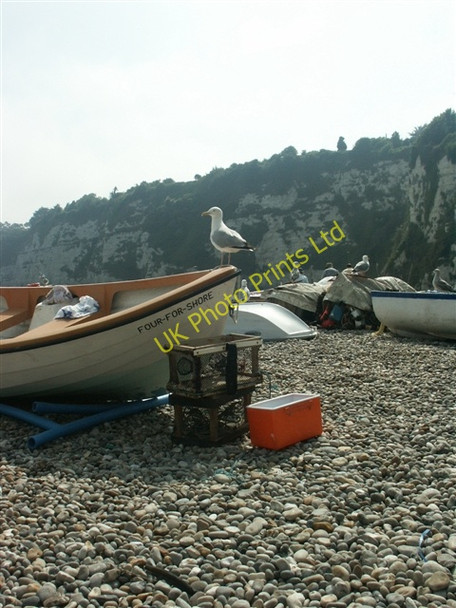 Photo 6"x4" Gull and boats, Beer Seaton\/SY2490 c2006