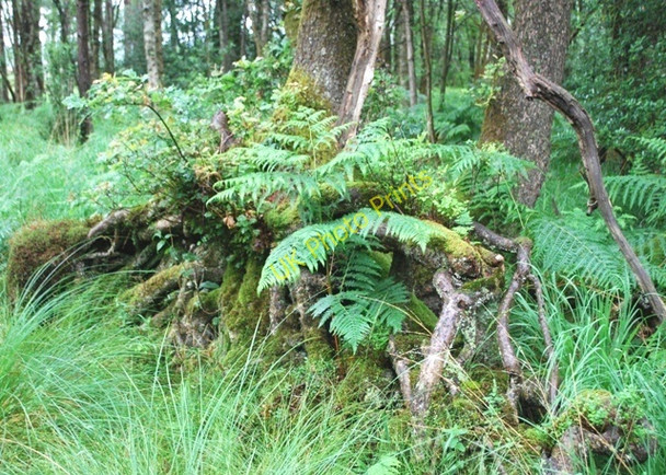 Photo 6"x4" Trees and ferns Haverthwaite c2010