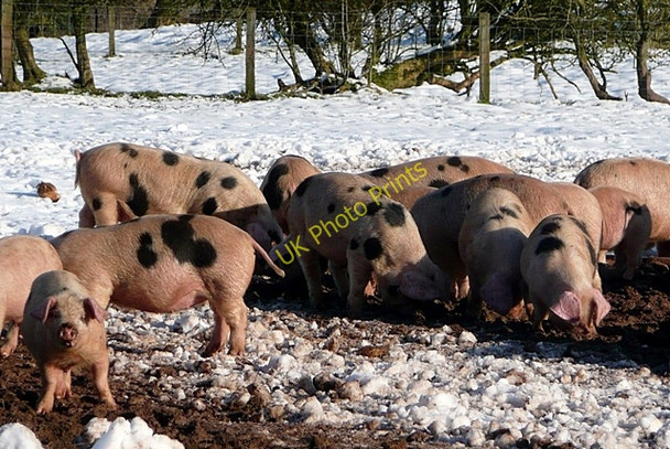 Photo 6"x4" Pigs at Garway Garway Hill c2010