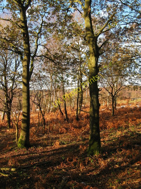 Photo 6"x4" Scrub, Ashdown Forest Cackle Street\/TQ4526 c2010