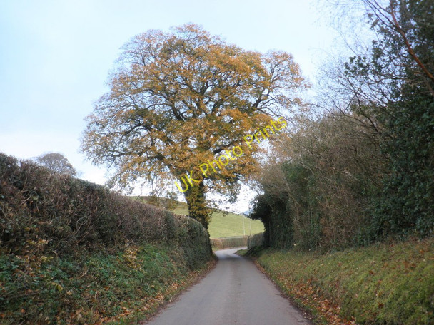 Photo 6"x4" Country Lane, Luccombe Luccombe\/SS9144 c2010