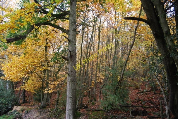 Photo 6"x4" Autumn in Rocks Wood Lye Green\/TQ5134 c2010