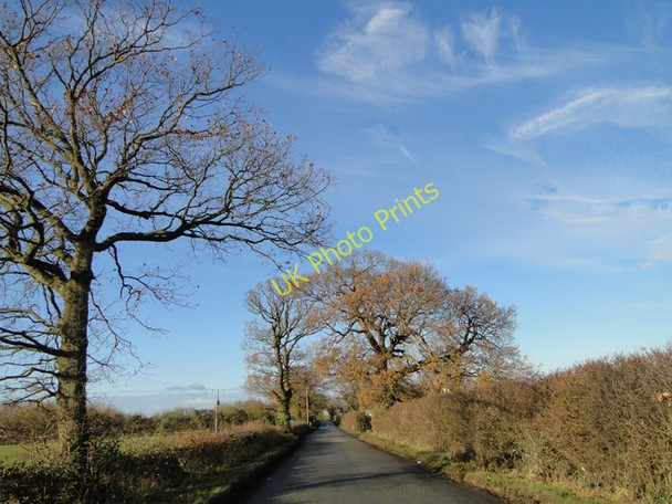 Photo 6"x4" Oak trees near Poplar Farm, Heveningham Road Heveningham c2010