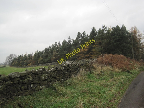Photo 6"x4" Small Plantation near Sharpley Simonburn c2010