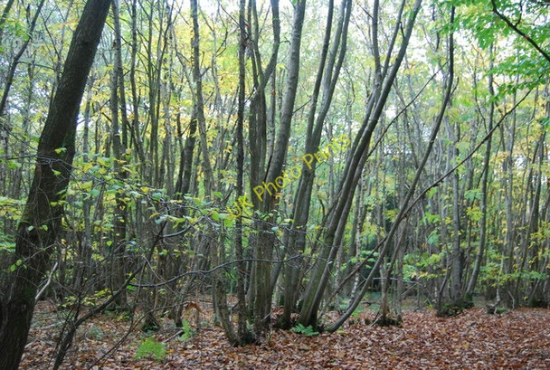 Photo 6"x4" Coppiced trees, Strumblett's Wood Berner's Hill c2010