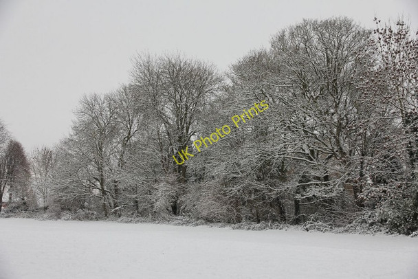Photo 6"x4" Snow covered trees Cholsey c2010