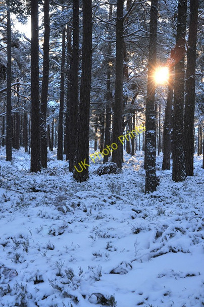 Photo 6"x4" Pine forest near Loch Garten Tulloch\/NH9816 c2010
