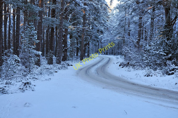 Photo 6"x4" Minor road through Abernethy Forest Tulloch\/NH9816 c2010