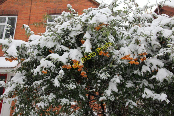 Photo 6"x4" Snow on the Bush Cholsey c2010