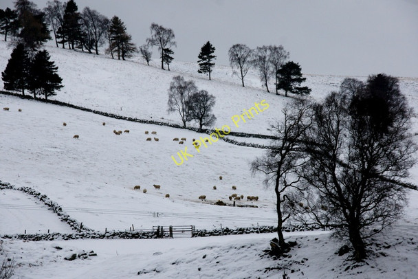 Photo 6"x4" Sheep on a hillside, Kirkton of Glenisla Kirkton of Glenisla c2010