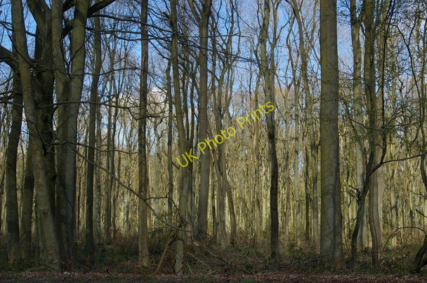 Photo 6"x4" Grove Wood, from the layby at the top of Aston Hill Crowell Hill c2008