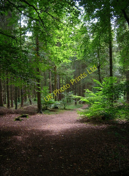 Photo 6"x4" Houghton Forest Madehurst c2006