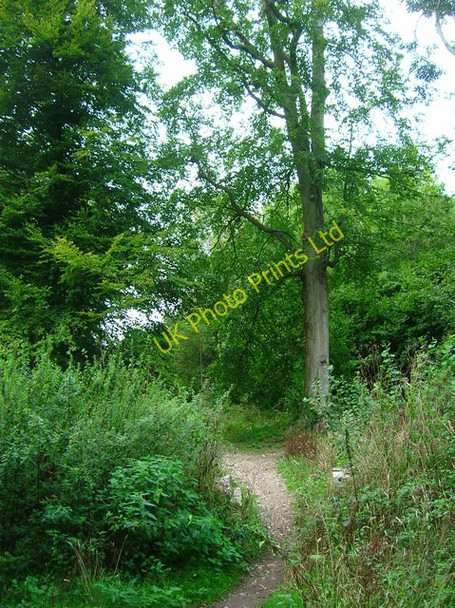 Photo 6"x4" Bridleway Entrance, Houghton Forest Madehurst c2006