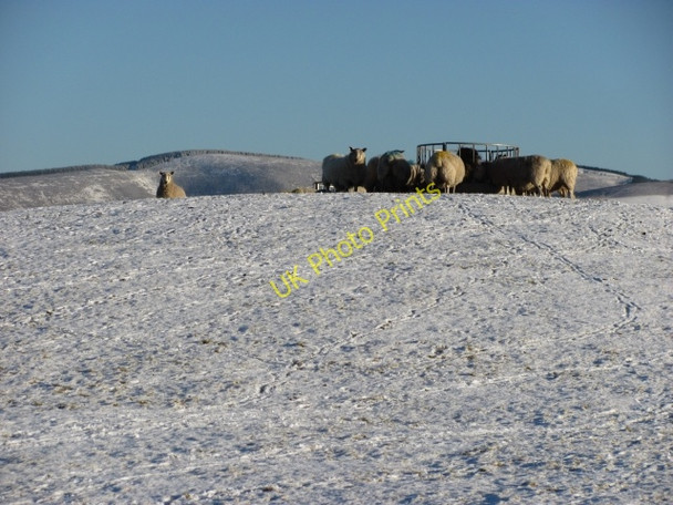 Photo 6"x4" Sheep, Stewarton Cringletie c2011