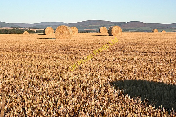 Photo 6"x4" Straw Bales Kirkton of Tough c2006
