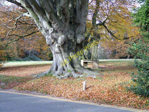 Photo 6"x4" Ancient tree near Donkey Green at Box Hill - National Trust Dorking c2007