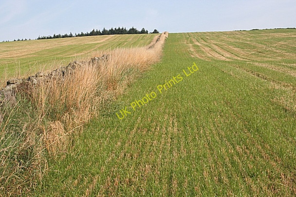 Photo 6"x4" Harvested Fields Kirkton of Tough c2006