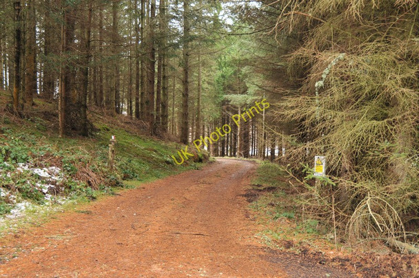 Photo 6"x4" Forestry road into Clunas Moss Highland Boath c2011