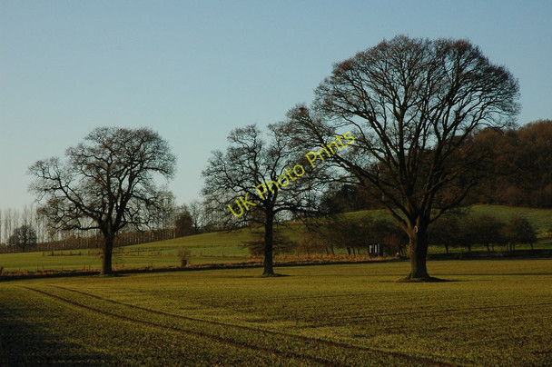 Photo 6"x4" Trees in arable land Ledbury c2011