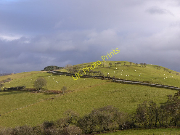 Photo 6"x4" Sheep alongside the A4120, above Pisgah Aberffrwd\/SN6878 c2011