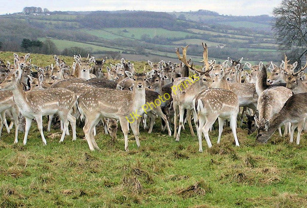 Photo 6"x4" Fallow Deer, Dyrham Park Hinton\/ST7376 c2011