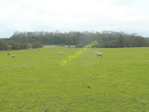 Photo 6"x4" Sheep pasture on the Severn bank Bullo c2009