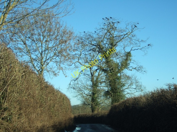 Photo 6"x4" Rookery beside road to Aunk Aunk c2011