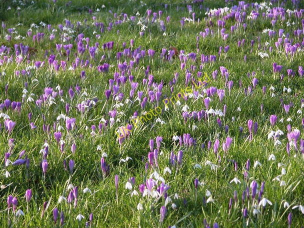 Photo 6"x4" Birlingham Churchyard Birlingham c2005