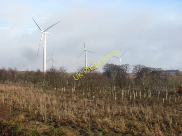 Photo 6"x4" Young woodland, Thornmuir Yieldshields c2011