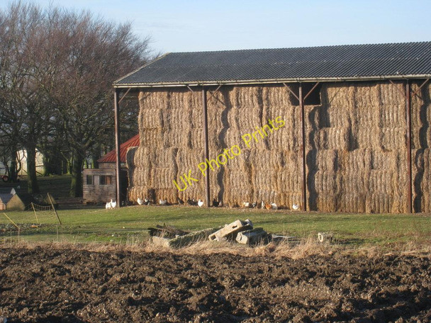 Photo 6"x4" Enjoying the Sun Thixendale c2011