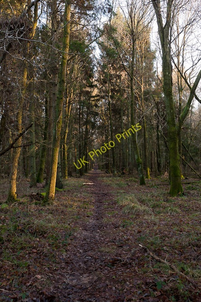 Photo 6"x4" Path through Ridge Copse Curbridge\/SU5211 c2011