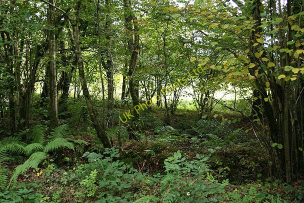 Photo 6"x4" East Anstey: by Yanhey Moor East Anstey c2006