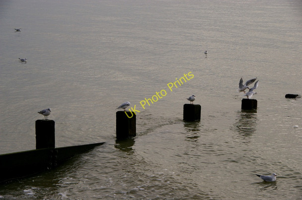Photo 6"x4" Seagulls, Southend-on-Sea, Essex Southend-on-Sea c2011