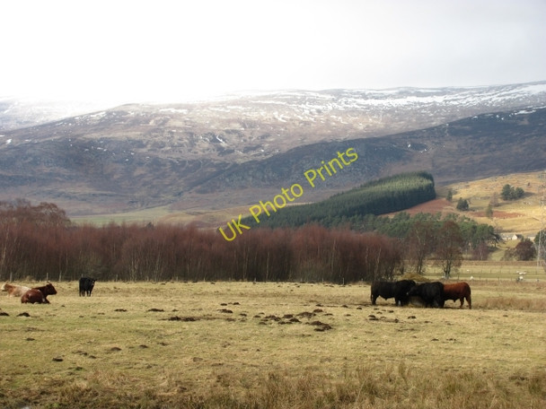 Photo 6"x4" Cattle, Breakachy Balgowan\/NN6394 c2010