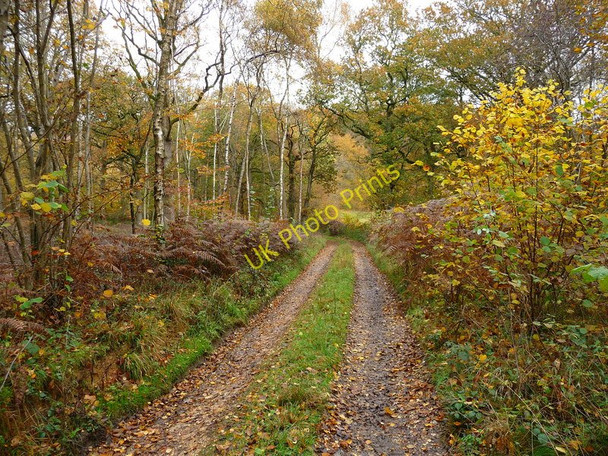 Photo 6"x4" Andover Down - Harewood Forest Andover Down c2010