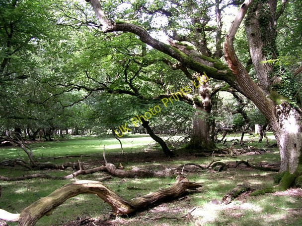 Photo 6"x4" Mature oaks in Whitley Wood, New Forest Balmerlawn c2005