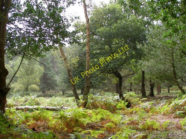 Photo 6"x4" Woodland in the rain, Park Hill, New Forest Clayhill\/SU3007 c2006