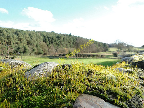 Photo 6"x4" Moss growing on the churchyard wall at Stody Stody c2011