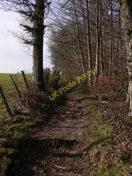 Photo 6"x4" Bridleway to Ditcham Woods Buriton c2011