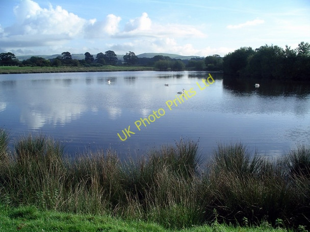 Photo 6"x4" Swans at The Creels Lochmaben c2006