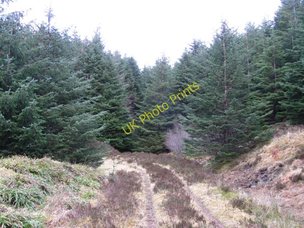 Photo 6"x4" Forest road, Ratagan Forest Ratagan c2011