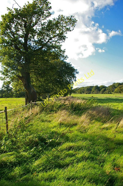 Photo 6"x4" Footpath to Great Wapses Sayers Common c2006