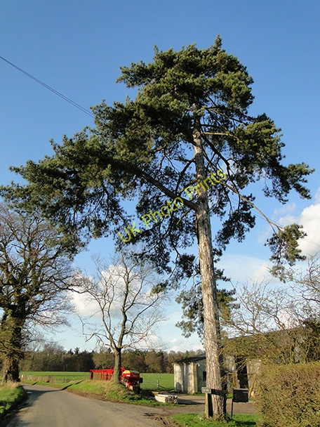 Photo 6"x4" Fir tree at Stud Farm, Great Glemham Benhall Street c2011