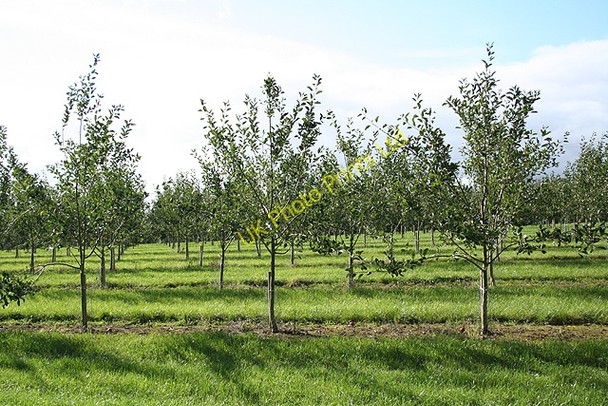 Photo 6"x4" Stockleigh English: a young orchard East Village\/SS8405 c2006