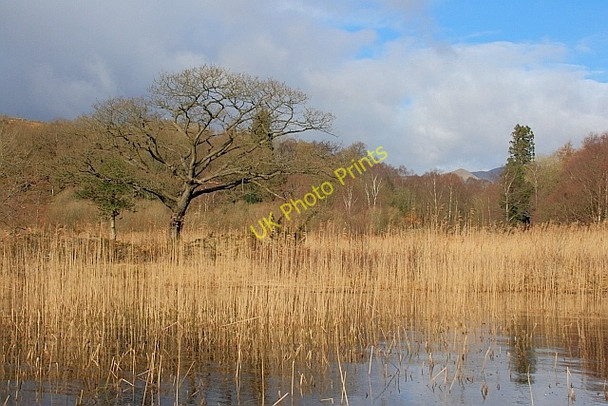 Photo 6"x4" Reed Bed, Coniston Water Water Yeat c2011